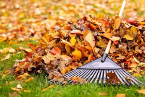 Leaf removal and fall cleanup service, landscape maintenance