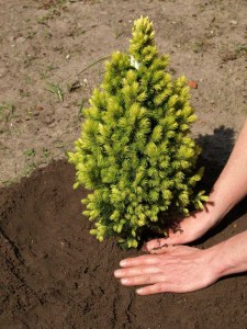 Tree and Shrub Planting