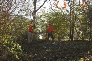 Removing Honeysuckle from Forest Park 02