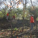 Removing Honeysuckle from Forest Park
