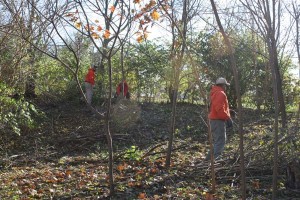 Removing Honeysuckle from Forest Park