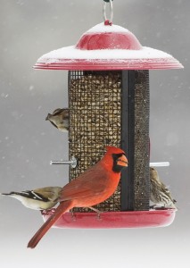 cardinal at feeder in st. louis landscape