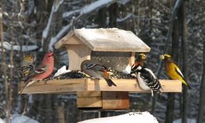 bird feeder tips st. louis
