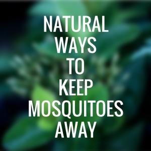 all natural mosquito quiet village landscaping