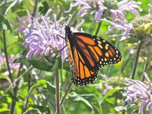 monarch butterfly in st louis