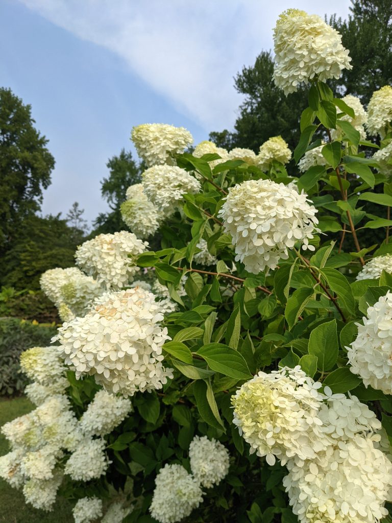 Different Types of Hydrangeas: The Ultimate Guide to Choosing the Perfect Variety