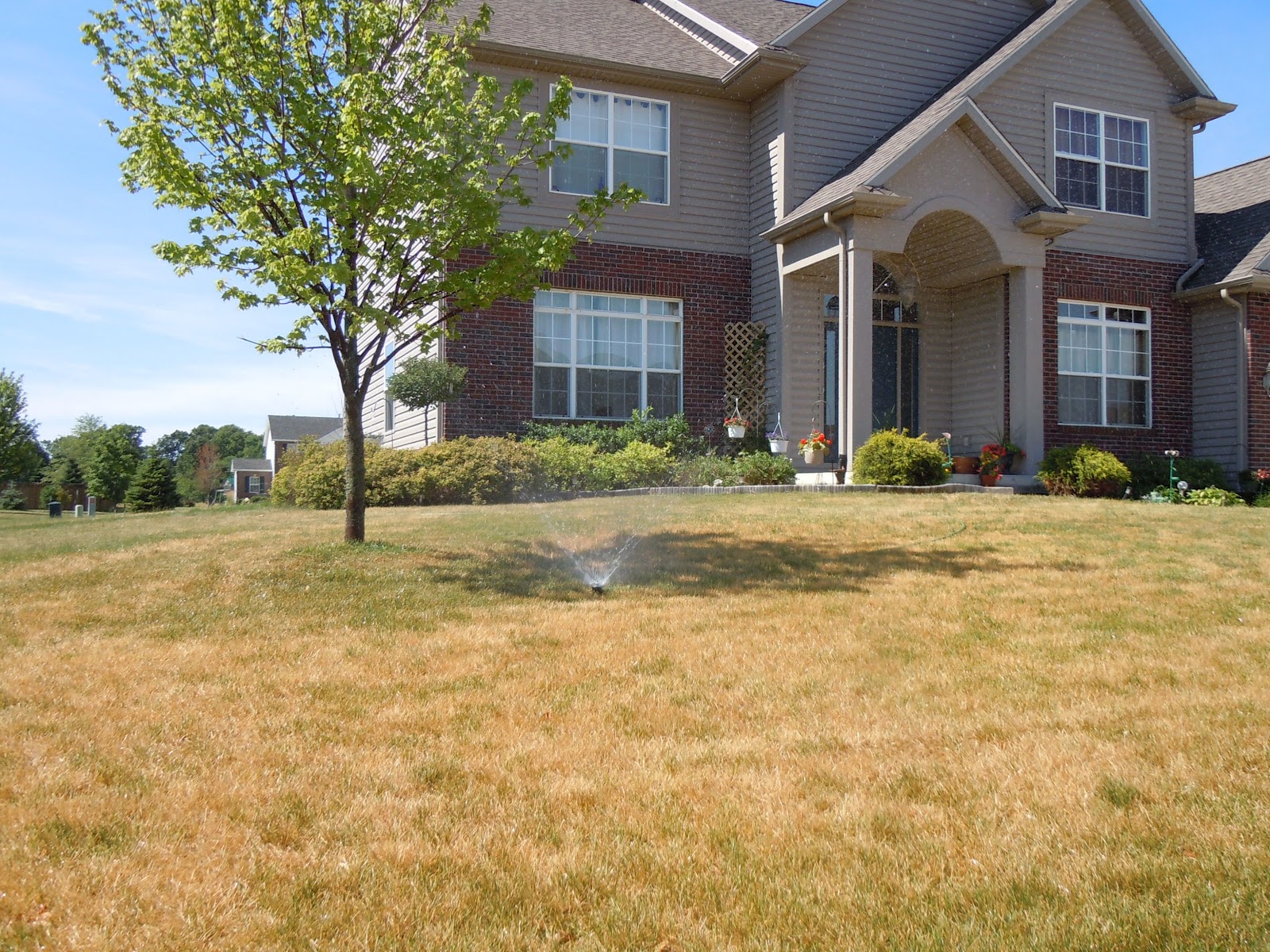 Dry, dead grass in front of a house